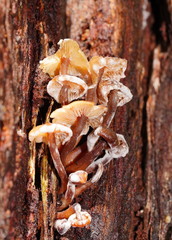 Collybia eucalyptorum