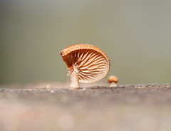 Deconica horizontalis