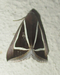 Chalciope delta