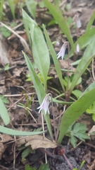 Erythronium propullans