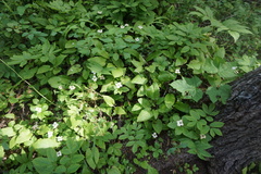 Maianthemum