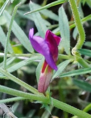 Vicia sativa amphicarpa