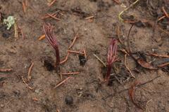 Anemonoides pseudoaltaica