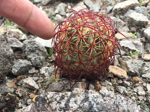 Johnson's Beehive Cactus
