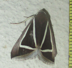 Chalciope delta