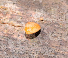 Deconica horizontalis