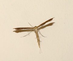 Stenoptilia