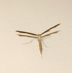 Stenoptilia