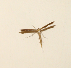 Stenoptilia