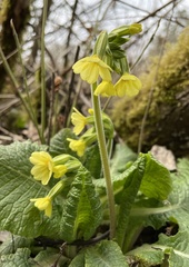 Primula elatior