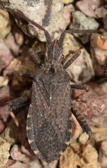 Bothrostethus annulipes