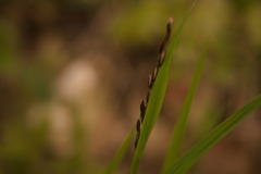 Melica nutans