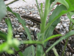 Takydromus formosanus