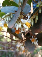 Styrax ferrugineus