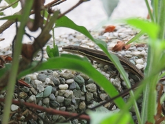 Takydromus formosanus