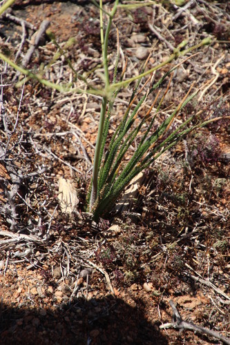 Trachyandra revoluta