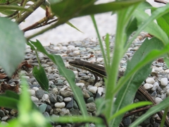 Takydromus formosanus