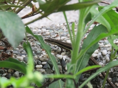 Takydromus formosanus