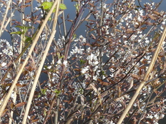 Elvira de Lange, CC BY, iNaturalist via GBIF Amelanchier × lamarckii, photograph Elvira de Lange, CC BY, iNaturalist via GBIF