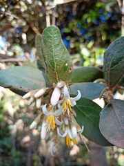 Styrax ferrugineus