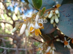 Styrax ferrugineus