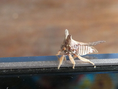 Oxyrhachis