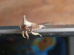 Oxyrhachis