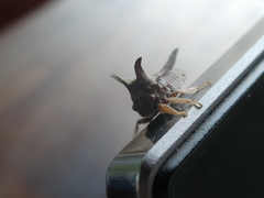 Oxyrhachis