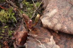 Callianthemum sajanense