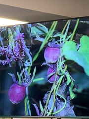 Codonopsis javanica japonica