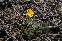Osteospermum amplectens