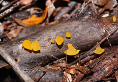 Heterotextus miltinus