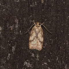 Oligoloba severa