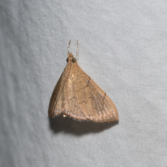 Hyalobathra crenulata