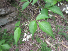 Staphylea bumalda