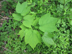 Alangium platanifolium