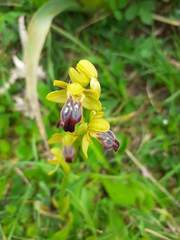 Ophrys fusca funerea