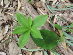 Lilium tsingtauense