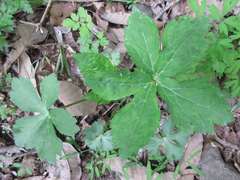 Sanicula chinensis