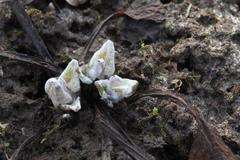 Tephroseris subscaposa