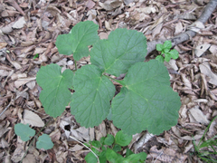 Heracleum moellendorffii