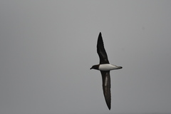 Pseudobulweria rostrata