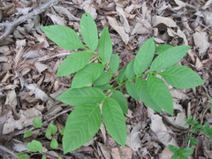 Dictamnus dasycarpus