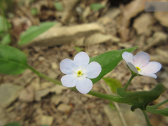 Trigonotis radicans sericea