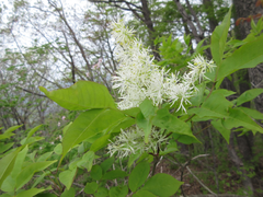 Fraxinus sieboldiana
