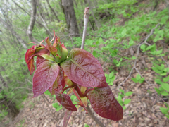 Neoshirakia japonica