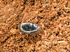 Plegaderus vulneratus