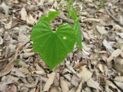 Dioscorea tokoro