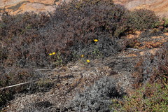 Osteospermum amplectens