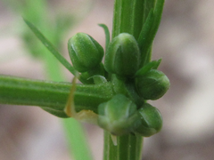 Asparagus schoberioides
